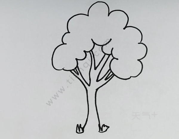 如何画一棵大树 简单的大树怎么画