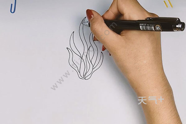 海草的画法 如何画海草