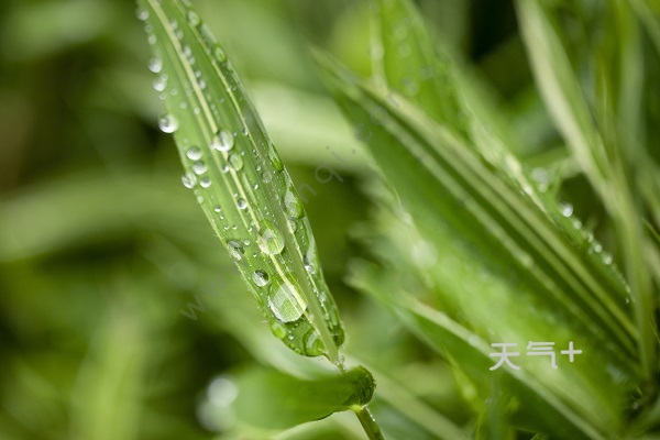 春夜喜雨全诗诗意 春夜喜雨的意思