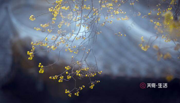 梅花香自苦寒来的意思（梅花香自苦寒来什么意思）