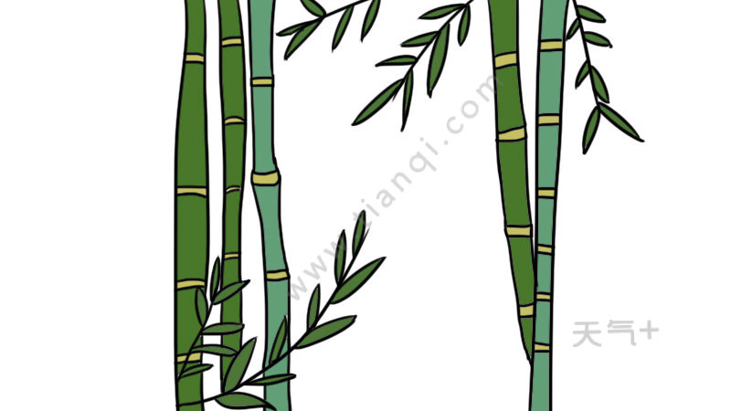 首先画出左边的竹子轮廓