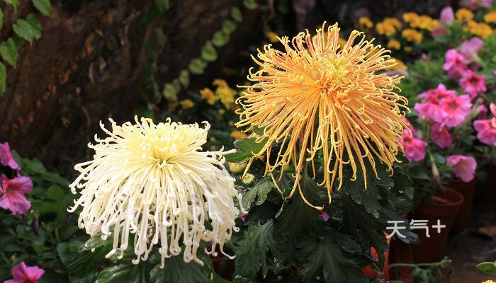 9月开什么花 9月开花的有哪些