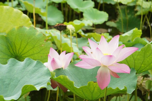 三水荷花世界好玩吗 三水荷花世界什么时候去最好