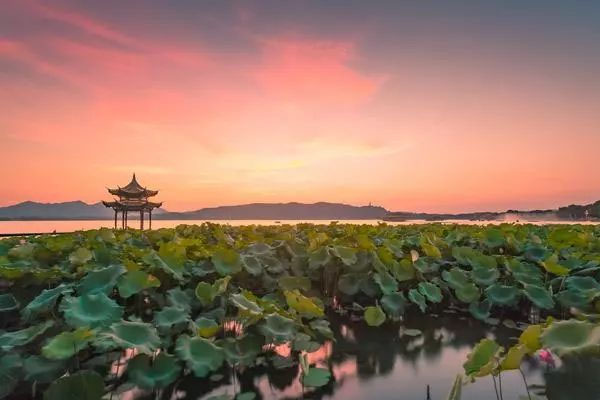 2019西湖荷花什么时候开花 西湖荷花开花时间