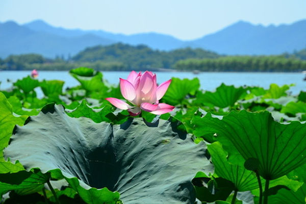 2019西湖荷花什么时候开花 西湖荷花开花时间