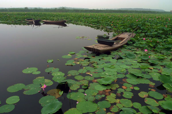 白洋淀的荷花什么时候开 白洋淀荷花几月份开