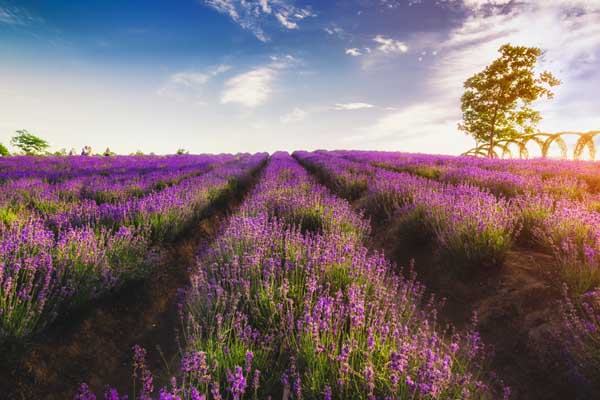 哪里有薰衣草花海 中国哪里有薰衣草花海