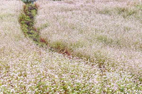 定边荞麦花什么时间开 定边荞麦花海2019开放时间