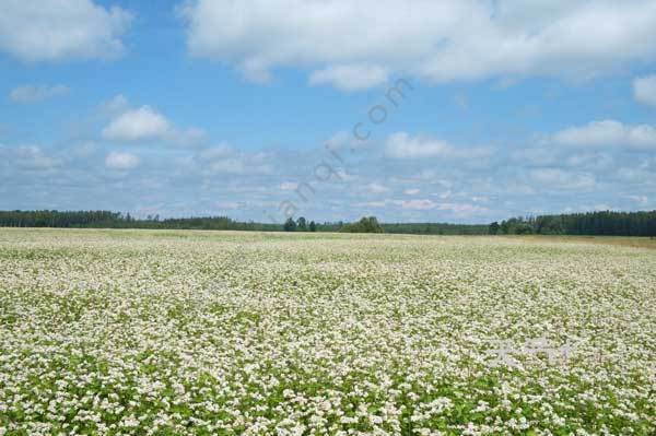 定边荞麦花什么时间开 定边荞麦花海2019开放时间