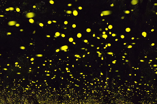 萤火虫在哪里可以看到 中国哪里有萤火虫