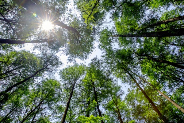雪乡夏天可以去吗 雪乡夏天有什么玩的