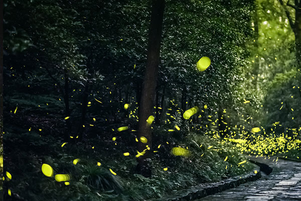 萤火虫在哪里可以看到 中国哪里有萤火虫