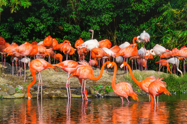 上海野生动物园门票多少钱 上海野生动物园有哪些动物