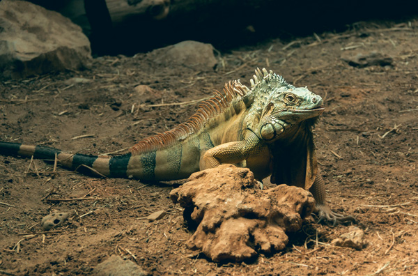 上海野生动物园门票多少钱 上海野生动物园有哪些动物