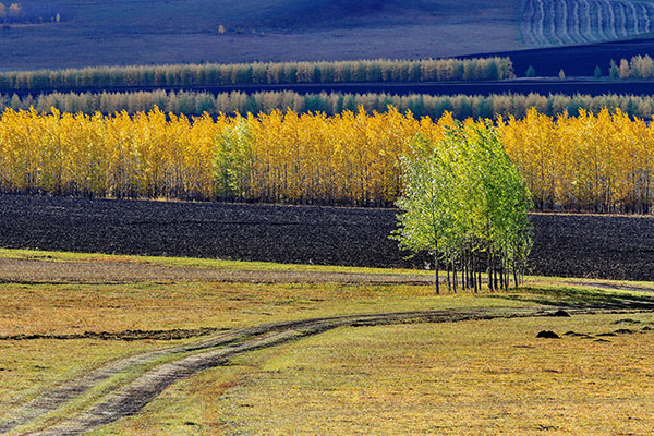秋天去呼伦贝尔怎么样 秋天的呼伦贝尔好玩吗