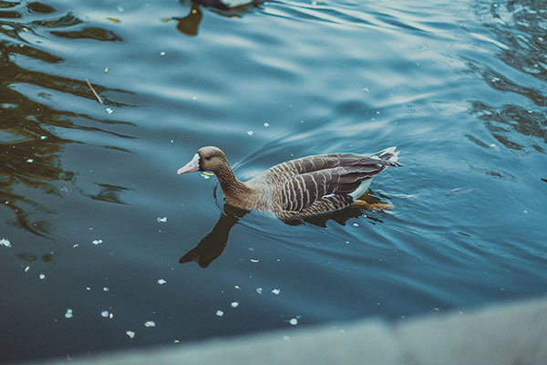 北京动物园门票价格 北京动物园多少钱一张