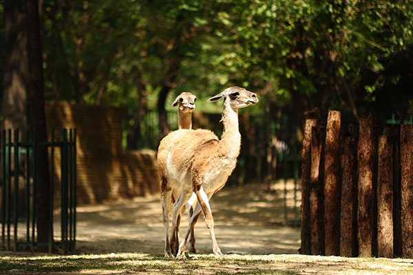 北京动物园门票价格 北京动物园多少钱一张