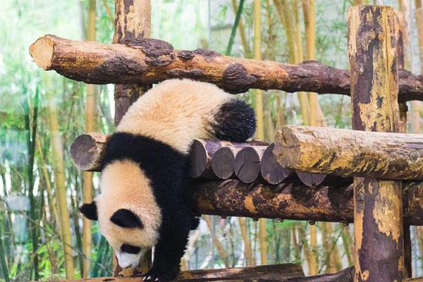 上海野生动物园好玩吗 上海野生动物园门票多少