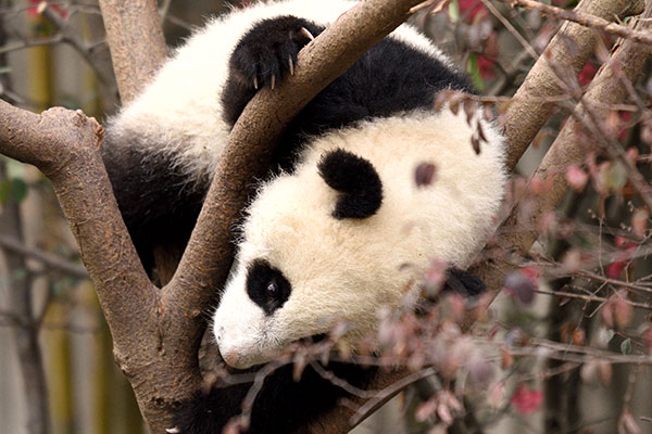成都怎么坐车到大熊猫繁育研究基地 熊猫基地门票