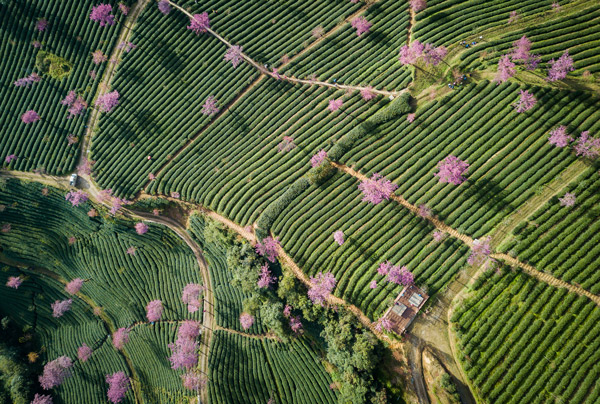 无量山樱花谷最美时间 大理无量山樱花谷花期