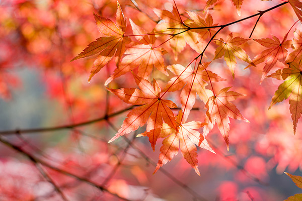 南京栖霞山枫叶什么时候红 栖霞山枫叶什么时候红