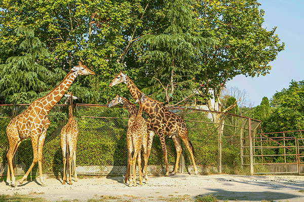 长隆野生动物园门票价 长隆野生动物园开放时间