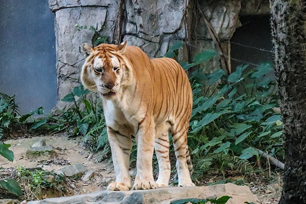 长隆野生动物园门票价 长隆野生动物园开放时间