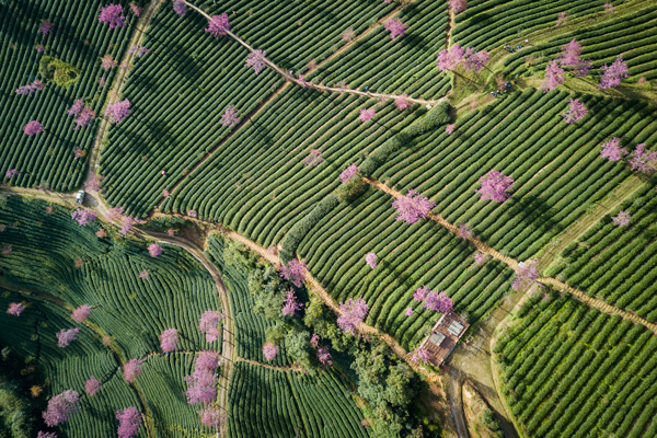 无量山樱花谷在哪 无量山樱花谷几月最美