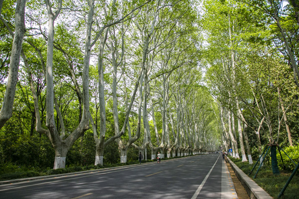 南京紫金山要门票吗 紫金山怎么坐地铁