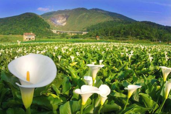 台湾阳明山值得去吗 台湾阳明山怎么去呢