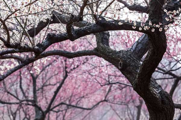 中国四大赏梅花的地方 中国四大赏梅胜地