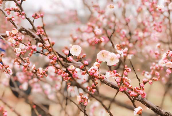 中国四大赏梅花的地方 中国四大赏梅胜地