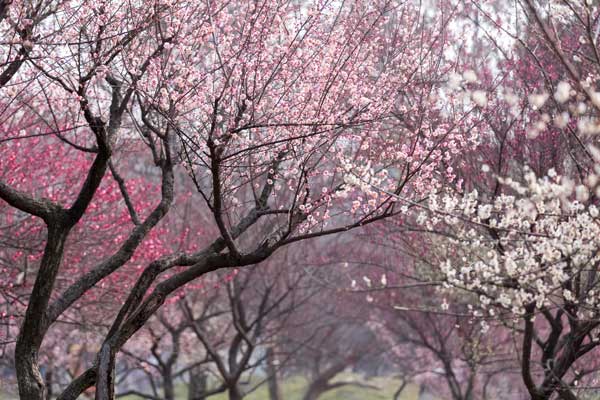 中国四大赏梅花的地方 中国四大赏梅胜地