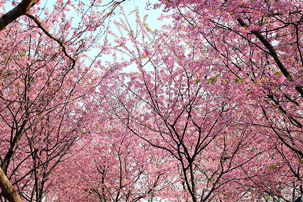 武汉大学樱花开了吗 武汉大学可以云赏樱吗