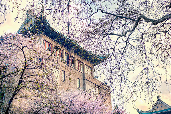 武汉大学的樱花谢幕了吗 武汉大学的樱花节结束了吗