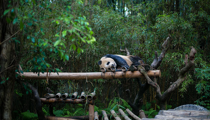 杭州动物园游览攻略 杭州动物园游玩线路推荐