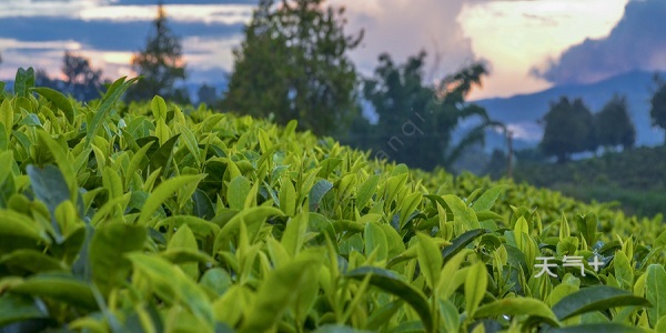 哪些茶叶属于绿茶 绿茶有哪些品种