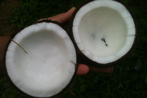 椰青怎么开 开椰青的小窍门