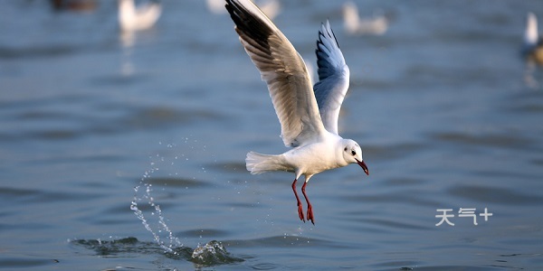 海上清洁工是什么动物 海上清洁工指的哪种动物