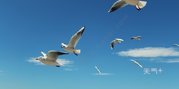 海上清洁工是什么动物 海上清洁工指的哪种动物