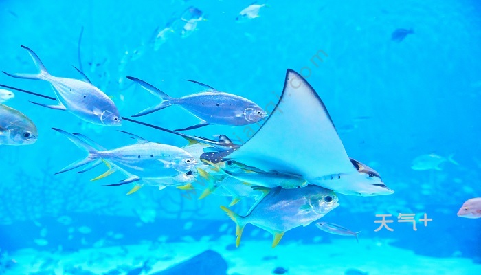 我国海域的海洋生物,按照分布情况大致可以分为水域海洋生物和滩涂