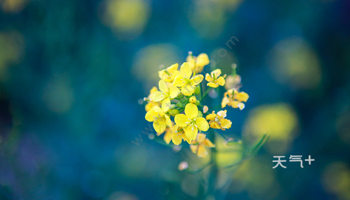 关于迎春花的优美句子 迎春花优美句子大全