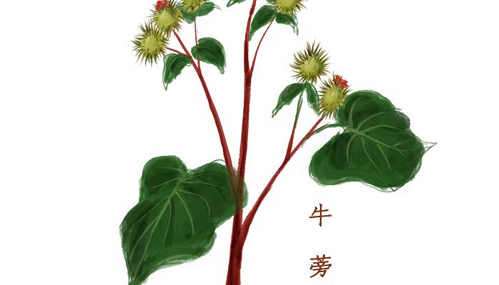 牛蒡是什么 什么是牛蒡