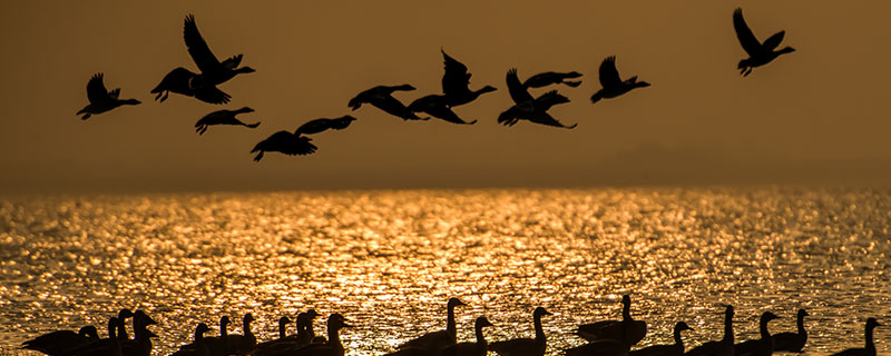 大雁飞行时为什么常常排成人字形或一字形 大雁飞行时常常排成人字形或一字形的原因