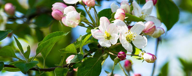 如何种植苹果小盆栽 苹果小盆栽的种植方法