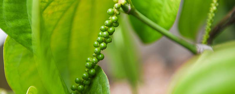 胡椒木的养殖方法 胡椒木如何养殖
