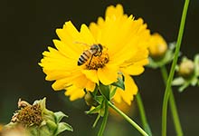 蜜蜂的相关知识 蜜蜂的简介