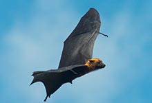 蝙蝠属昆虫还是动物 蝙蝠属于什么
