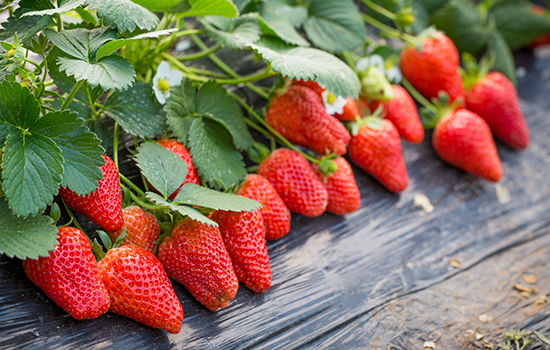 大连有哪些水果 辽宁大连特产