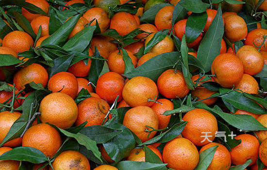 阳江有哪些特色水果 广东阳江特产